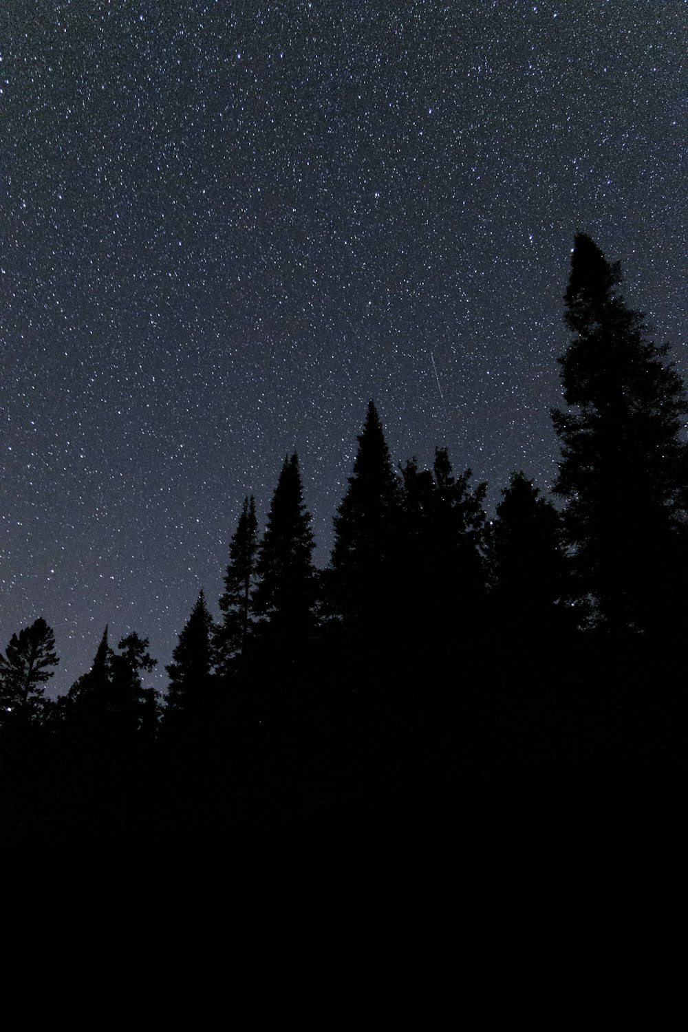 silhouette of trees under blue sky during night time