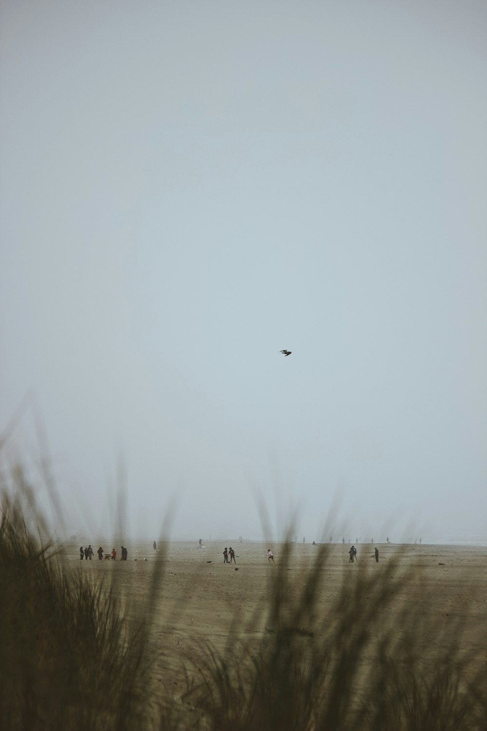 brown field under white sky during daytime