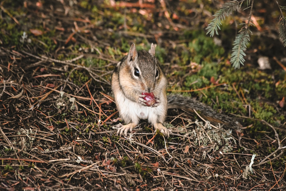 brown squirrel on brown dried leaves