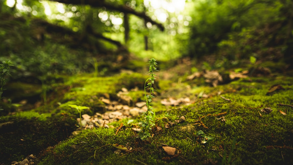 green moss on brown soil