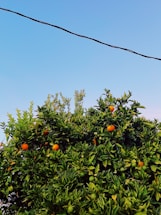 The image features a lush, dense bush with vibrant green leaves and numerous orange fruits hanging from the branches. A section of the sky is visible in the background, creating a clear contrast with its blue hue. A single black cable runs horizontally across the upper part of the image.