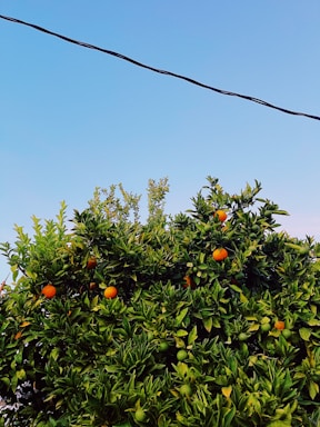 The image features a lush, dense bush with vibrant green leaves and numerous orange fruits hanging from the branches. A section of the sky is visible in the background, creating a clear contrast with its blue hue. A single black cable runs horizontally across the upper part of the image.