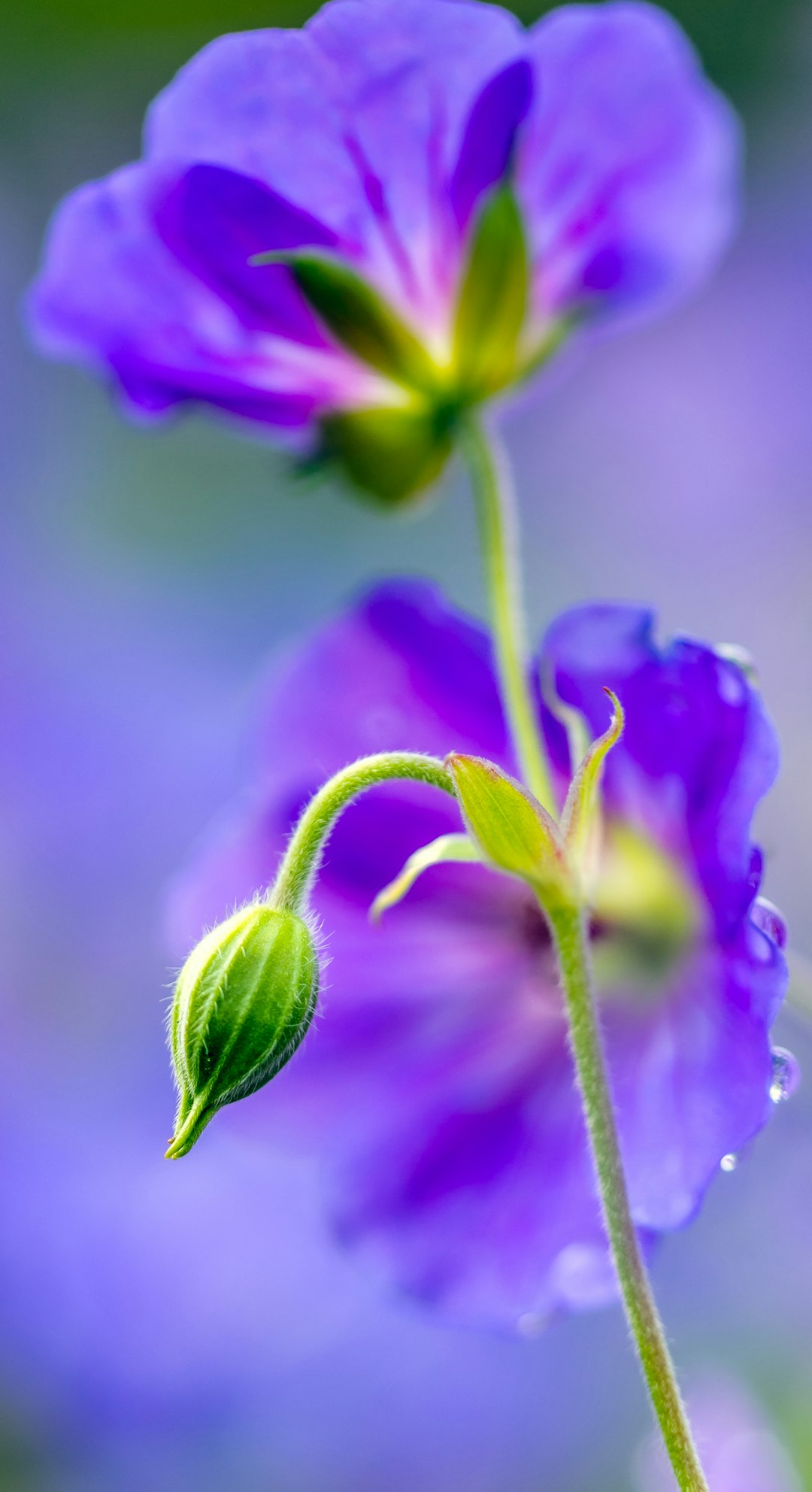 purple flower in tilt shift lens