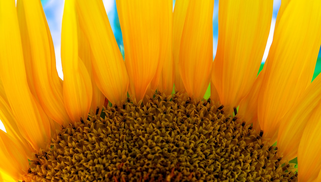 yellow sunflower in close up photography