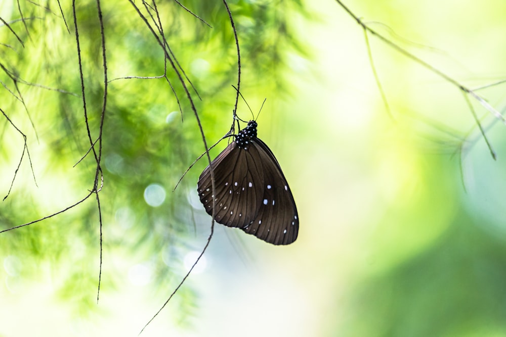 black and white butterfly perched on green leaf in close up photography during daytime