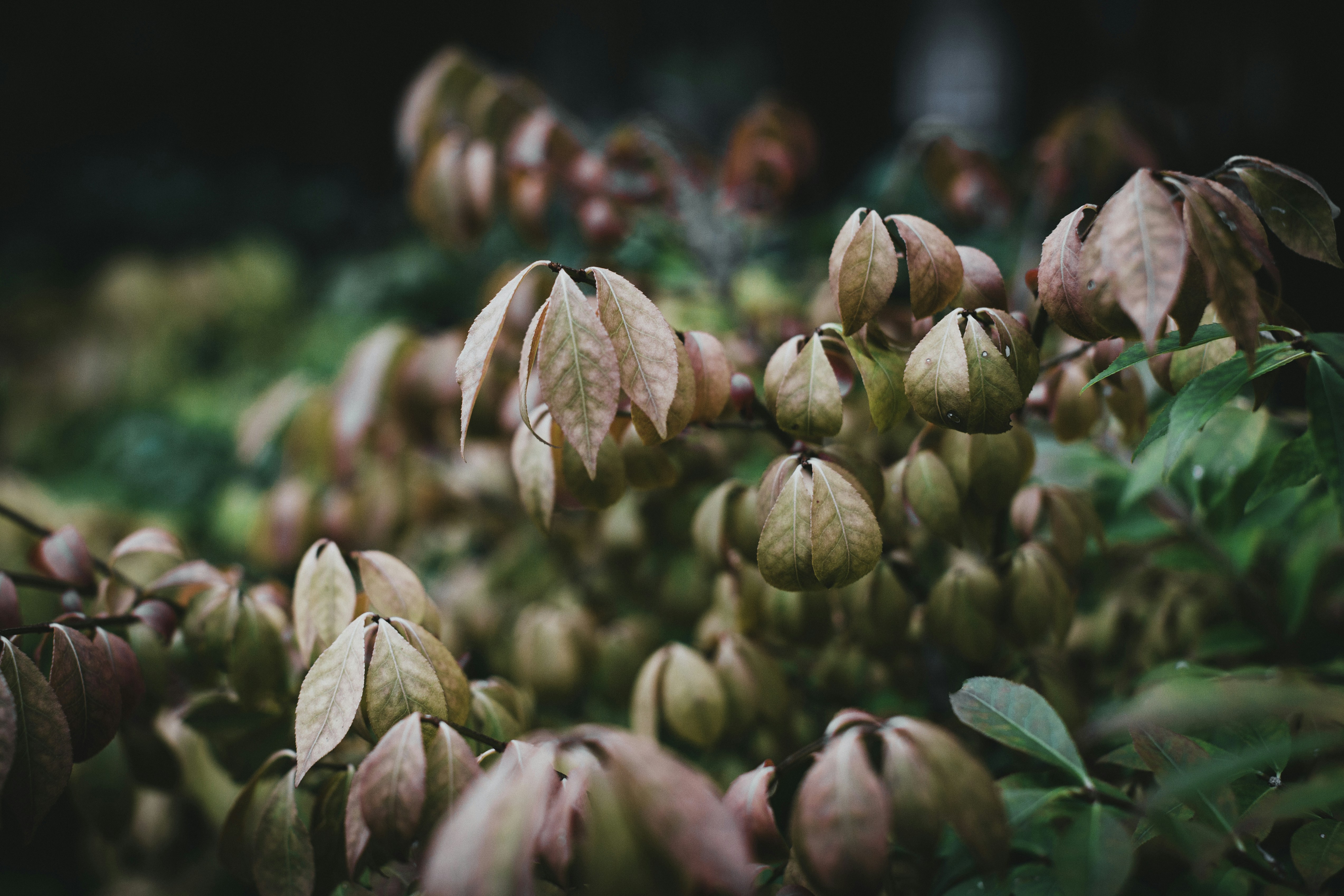 Photo by theshuttervision