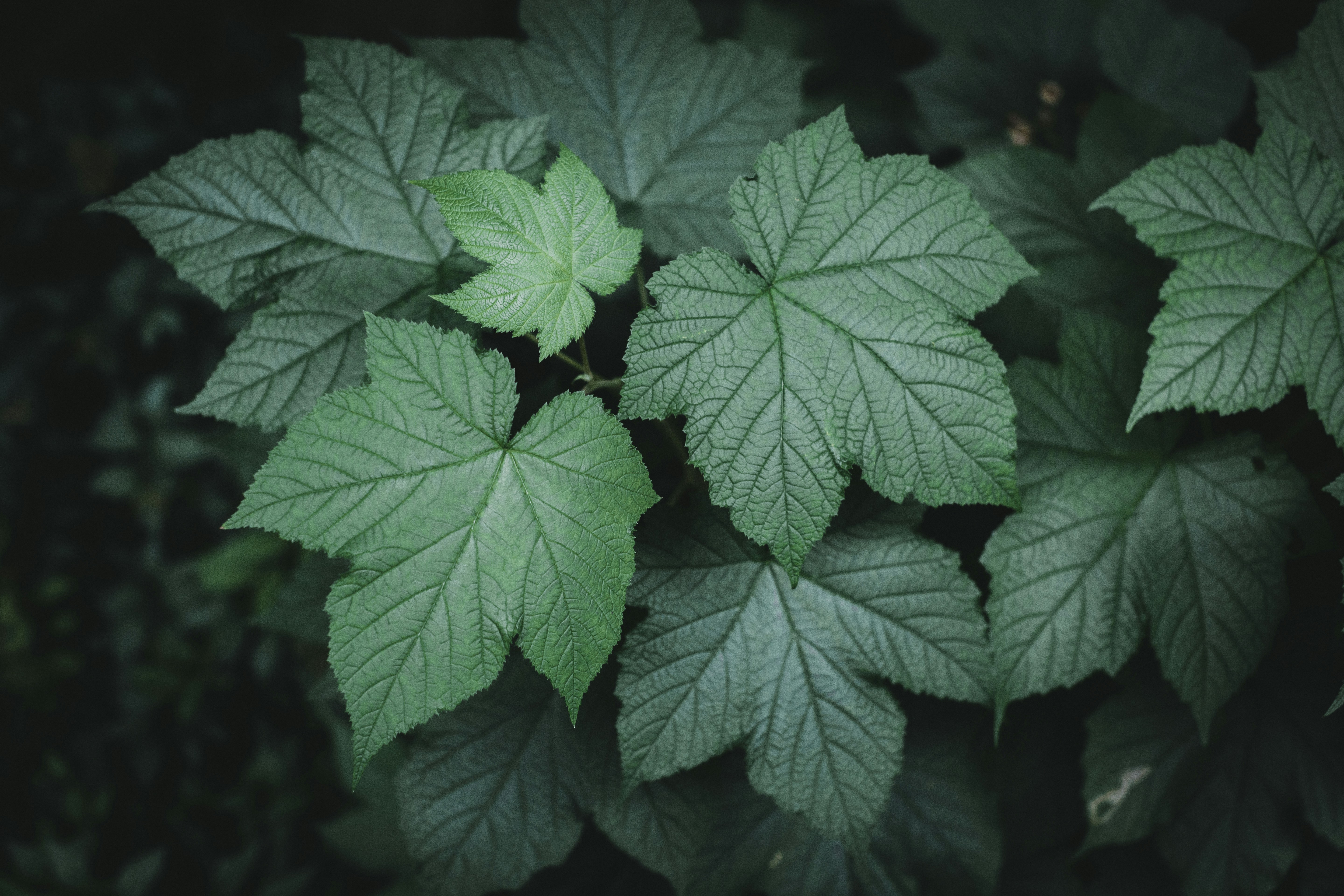 Photo by theshuttervision