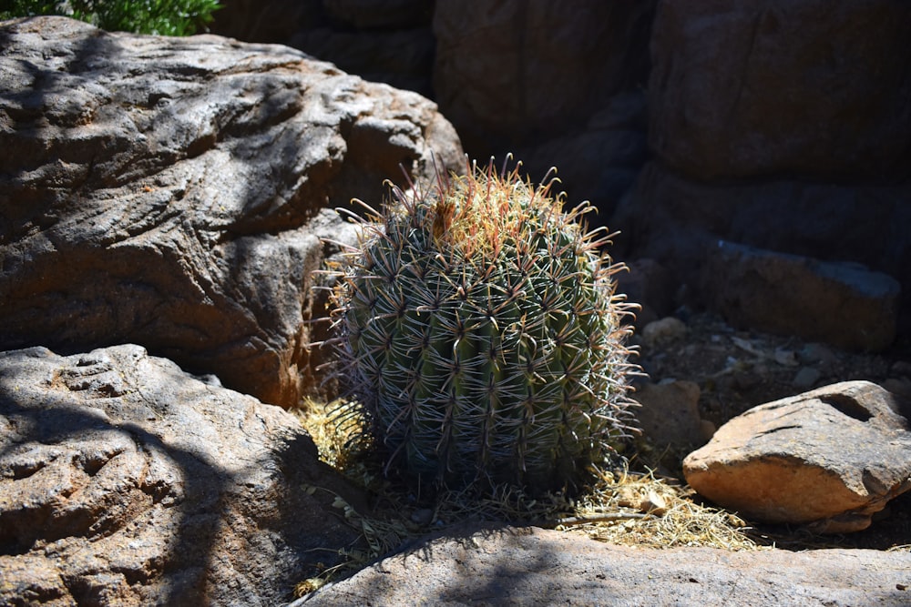 Cactus verde sobre roca marrón