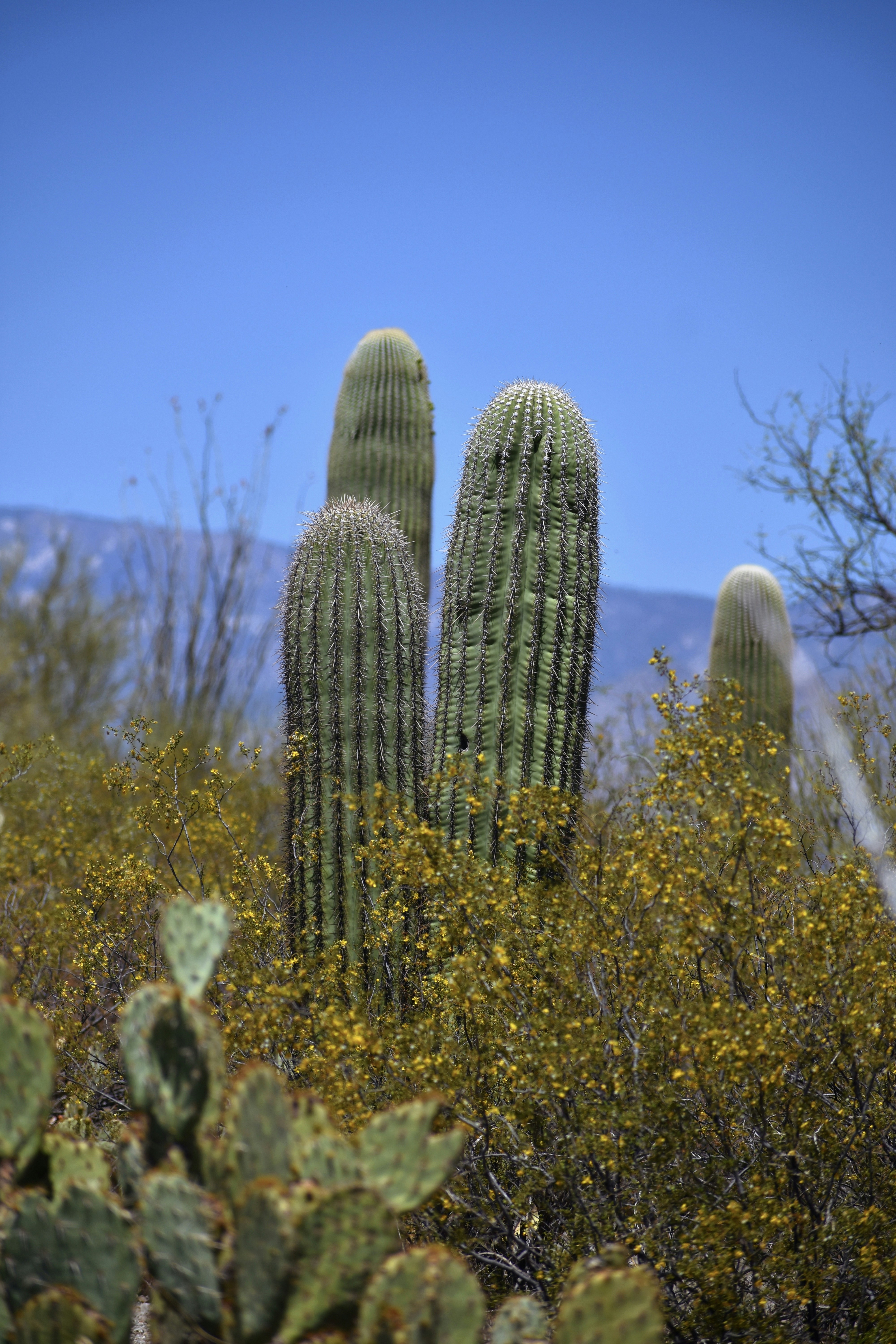 昼間は茶色の土に茶色の木の枝の写真 Unsplashで見つけるアリゾナの無料写真