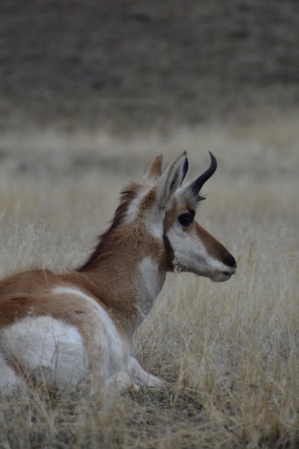 Colorado high plains and sagebrush antelope hunting habitat