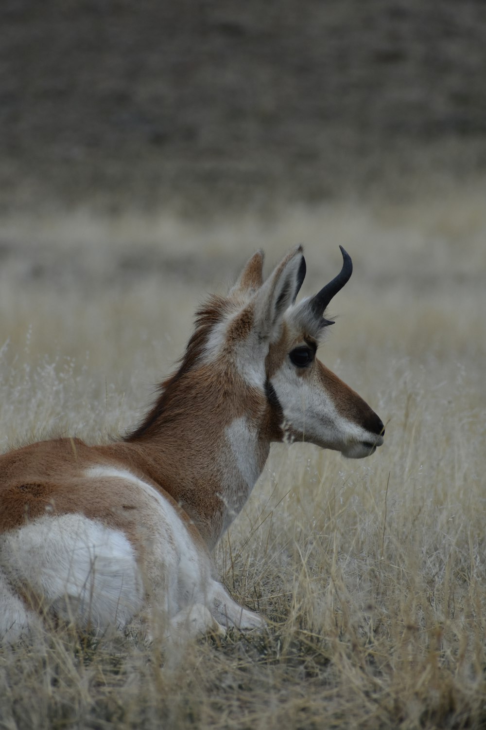 brown and white deer on brown grass field during daytime