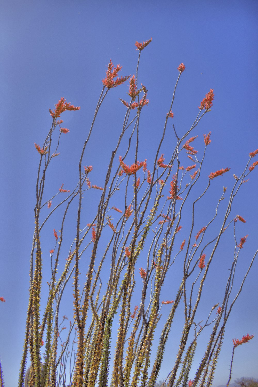 brown dried leaves on brown tree branch