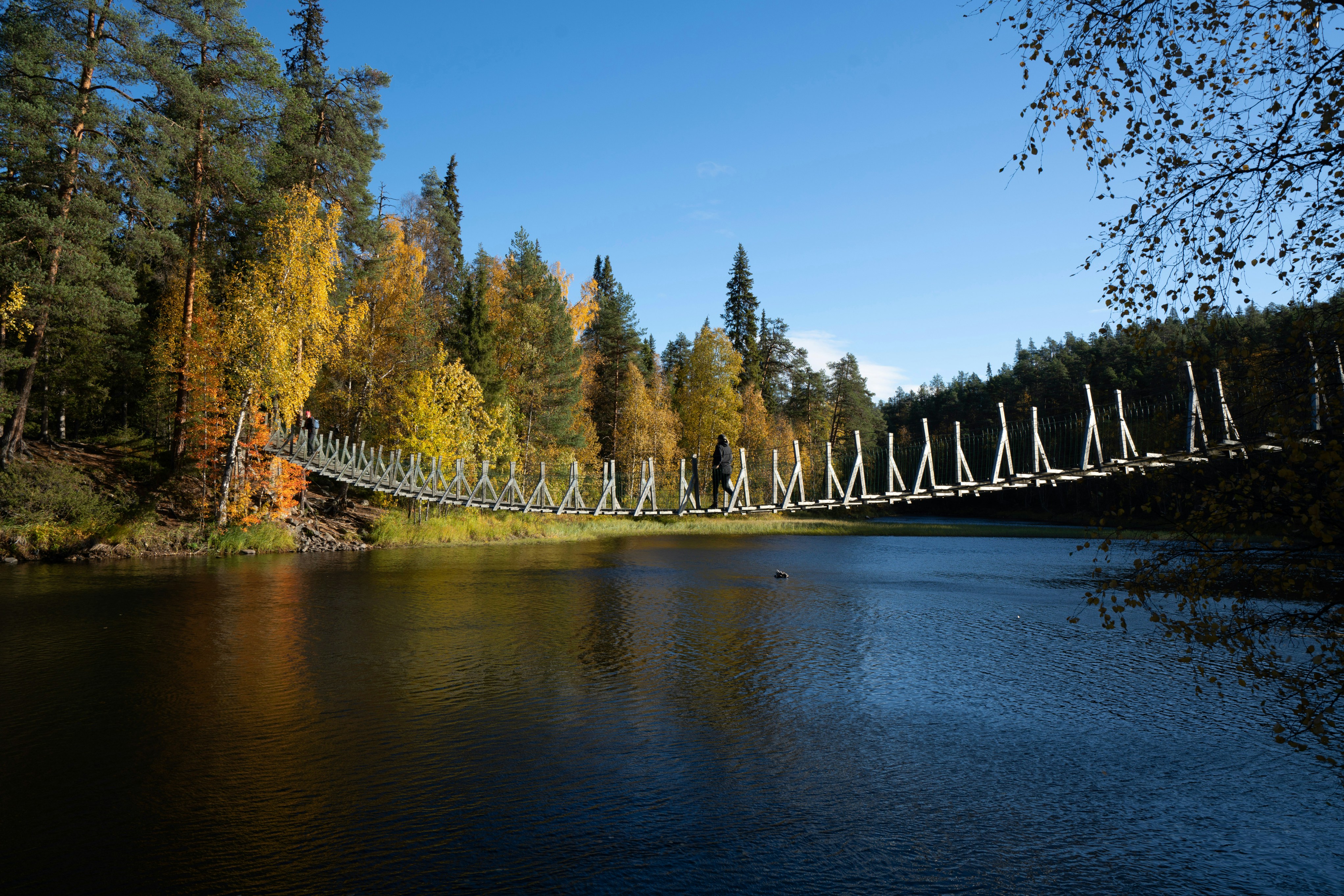 green trees beside river under blue sky during daytime