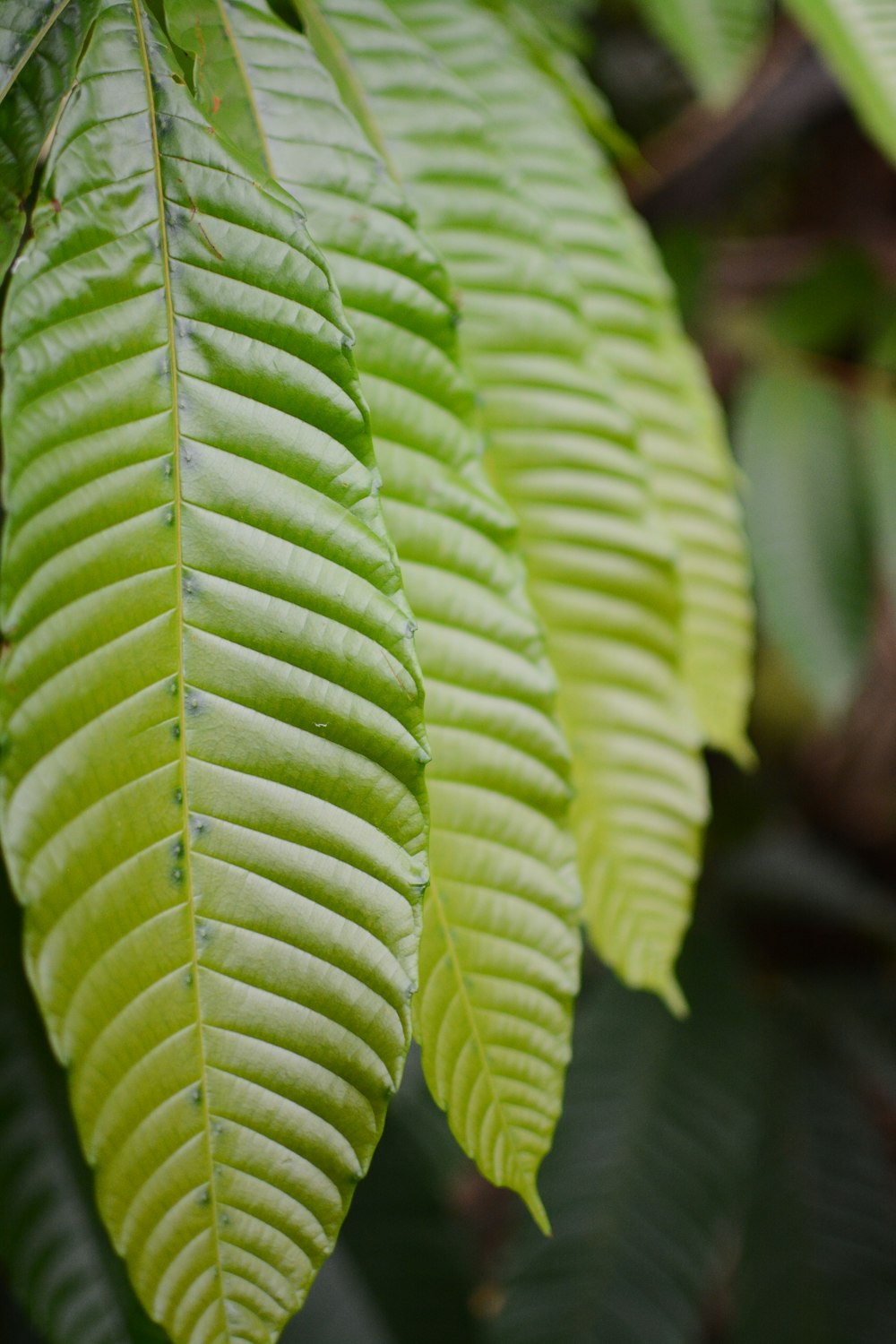 green leaf plant in close up photography