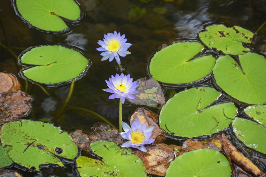 purple and white flower on water