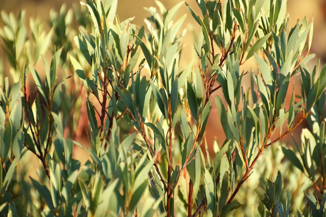 green and brown wheat plants