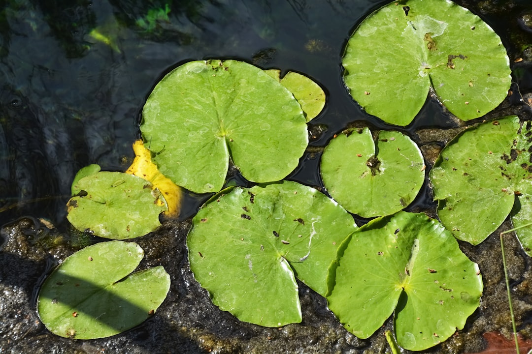 green leaves on water during daytime