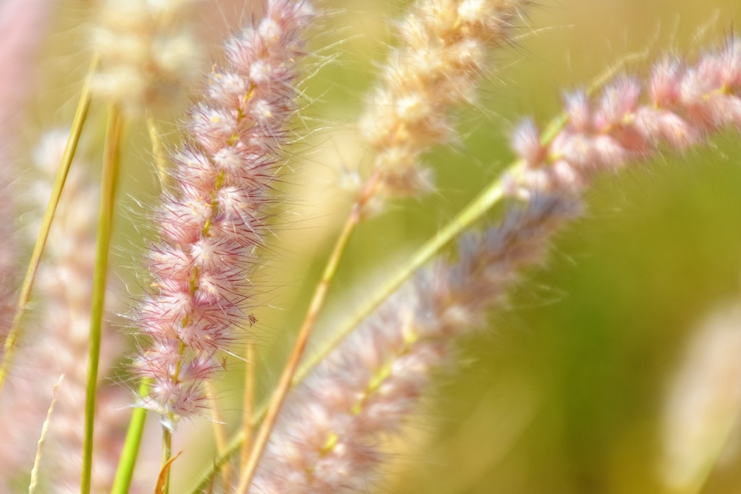 green and brown plant during daytime