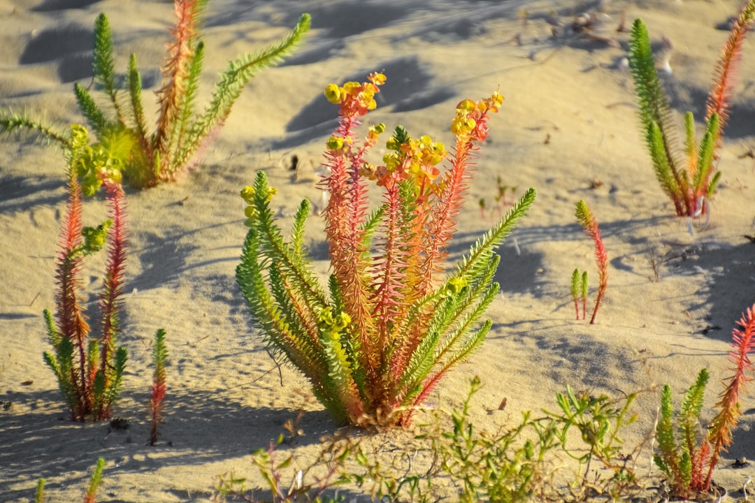 green and red plant on gray sand