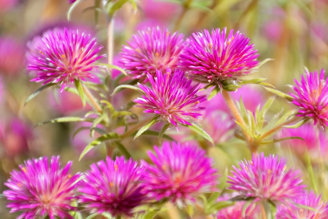 purple flower in macro lens