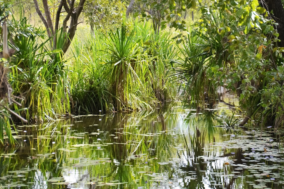 green bamboo grass on water