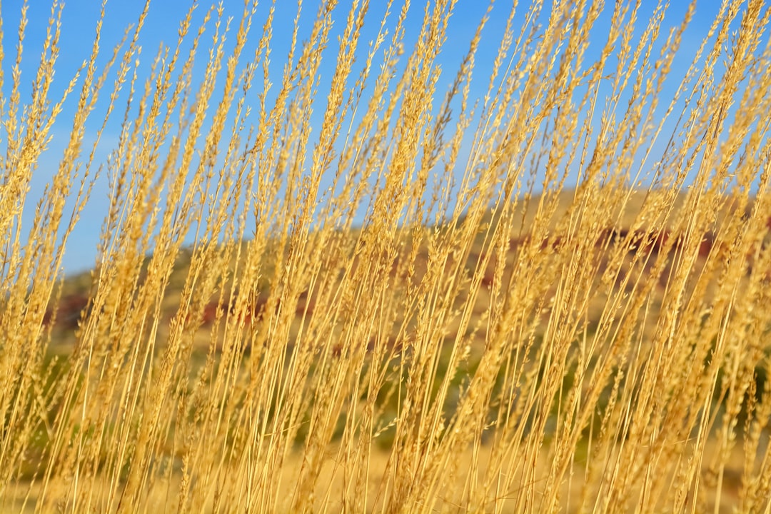 brown grass field during daytime