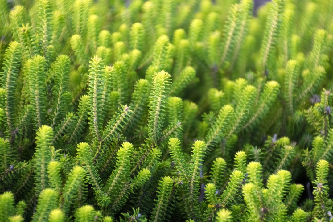 green plant field during daytime