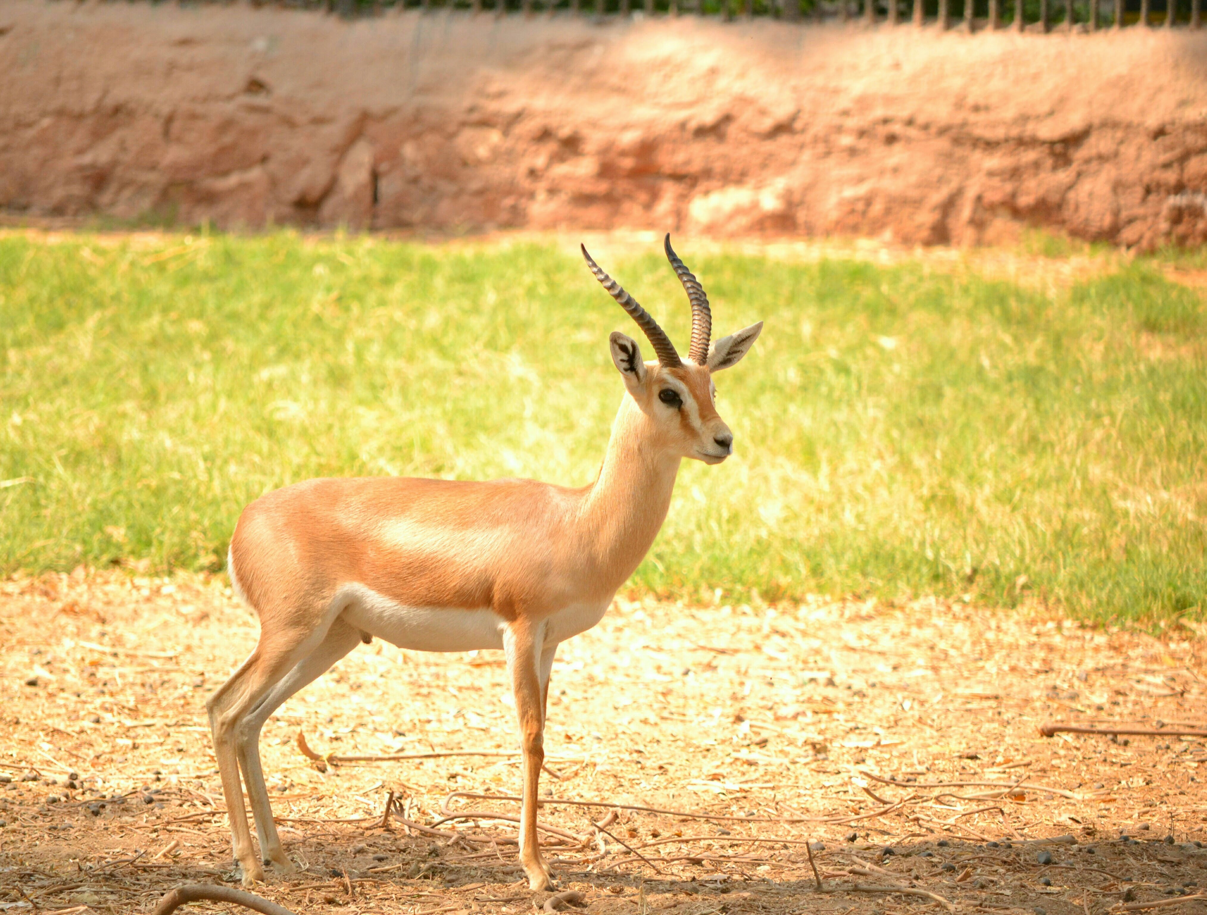 brown deer on brown field during daytime