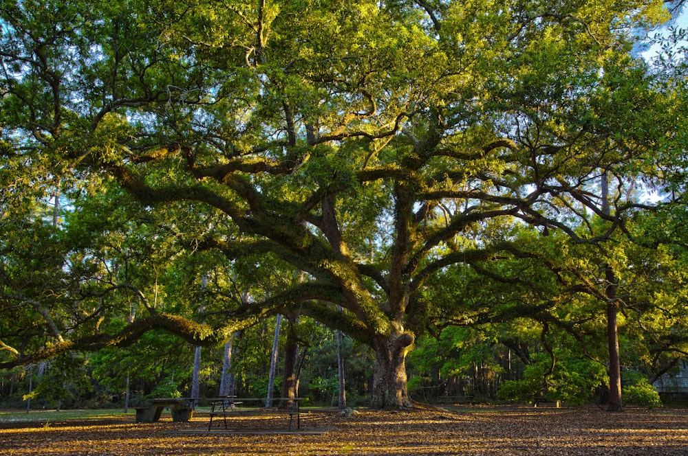 green trees on brown soil during daytime