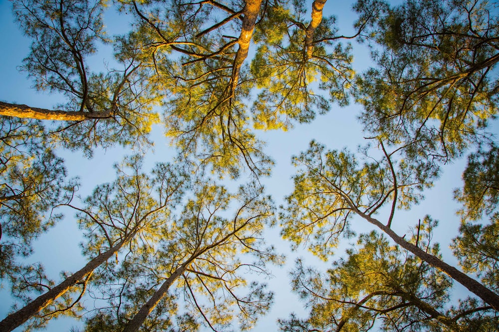 low angle photography of green and brown leaf trees under blue sky during daytime