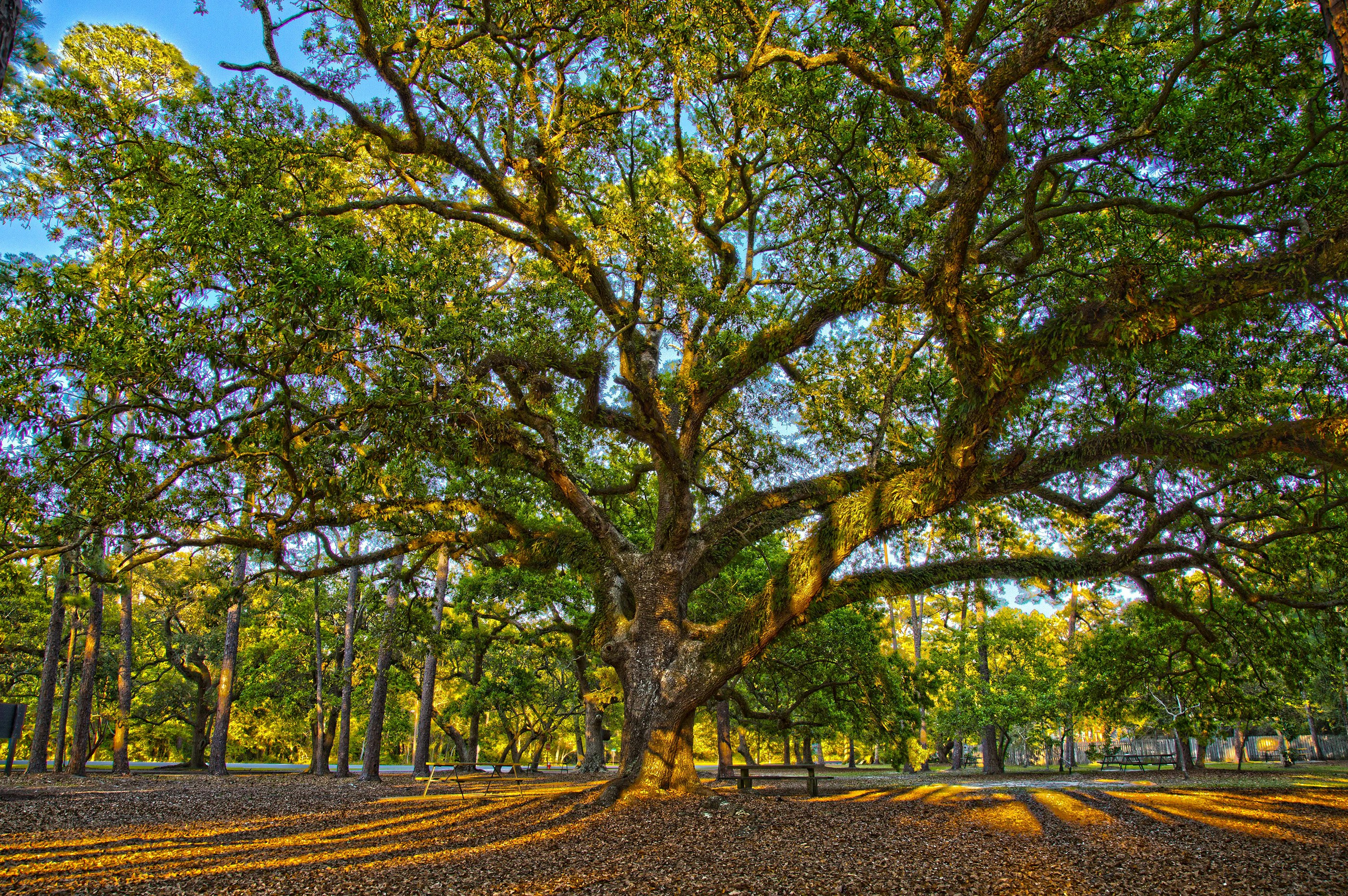 Choosing Shade Trees That Work as Hard as Mobile's Climate Demands