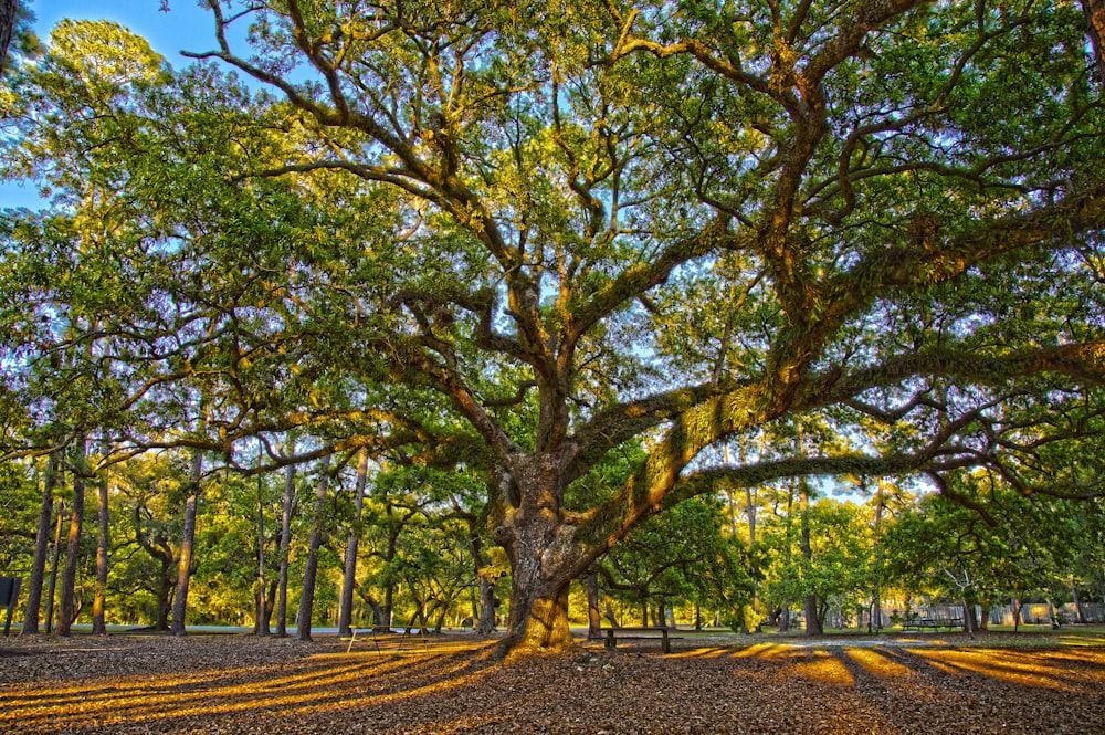 green trees on brown soil during daytime