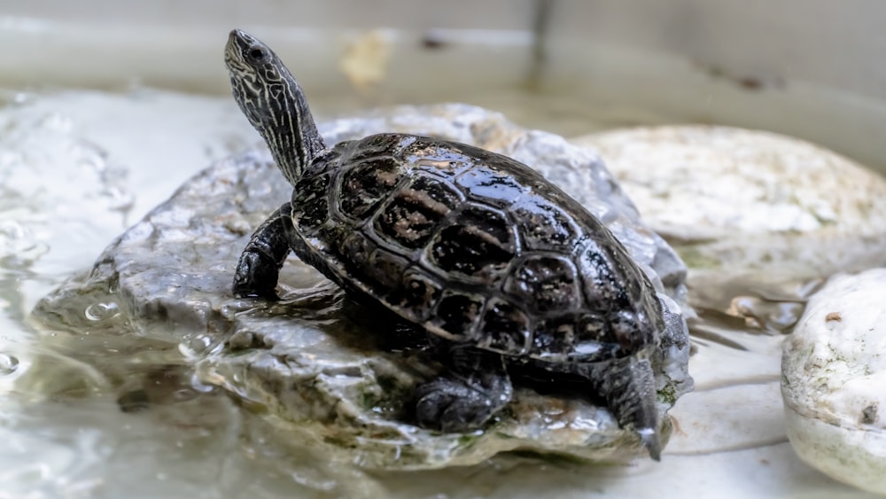 black turtle on gray rock