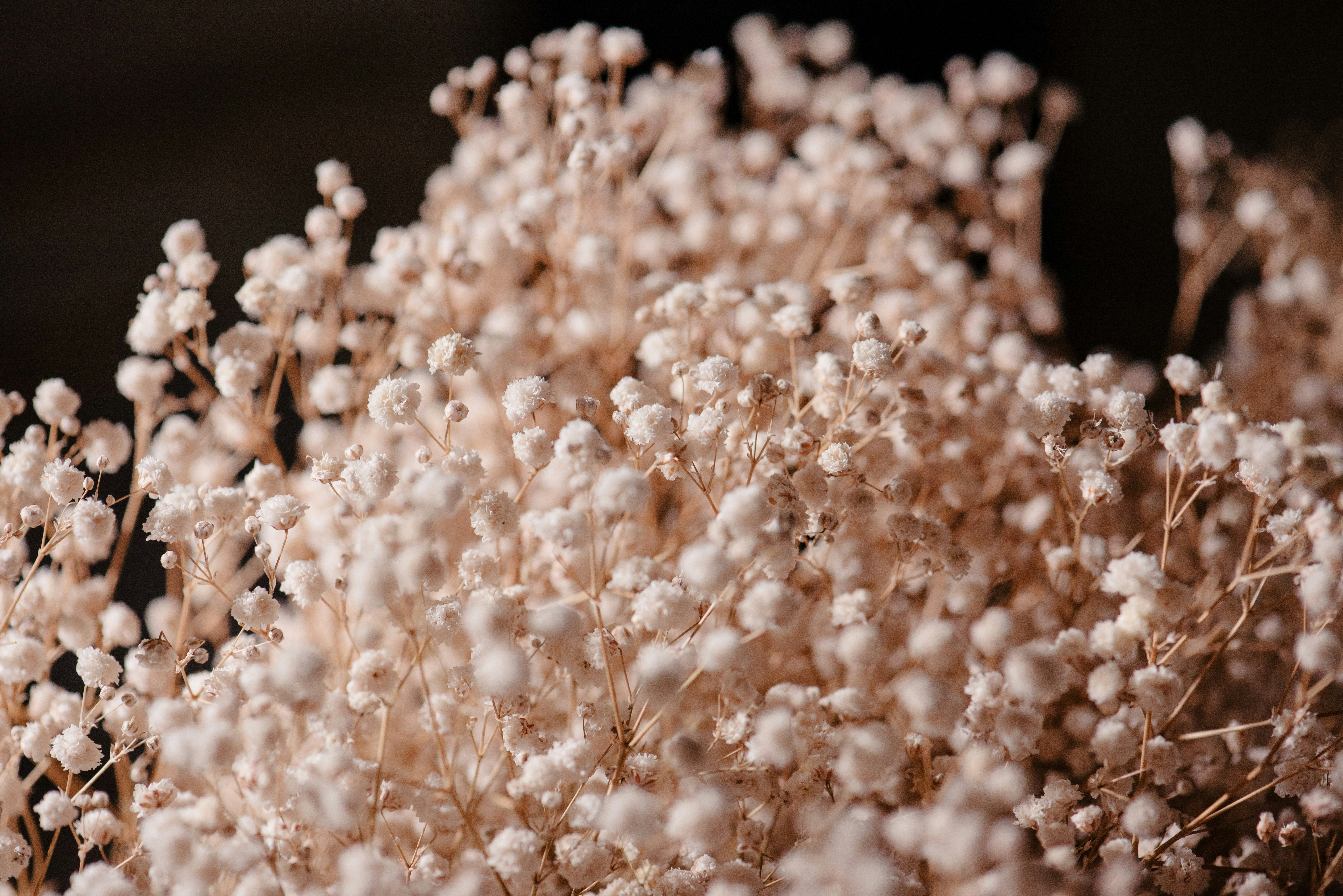 Photo by fuyouzhimeng