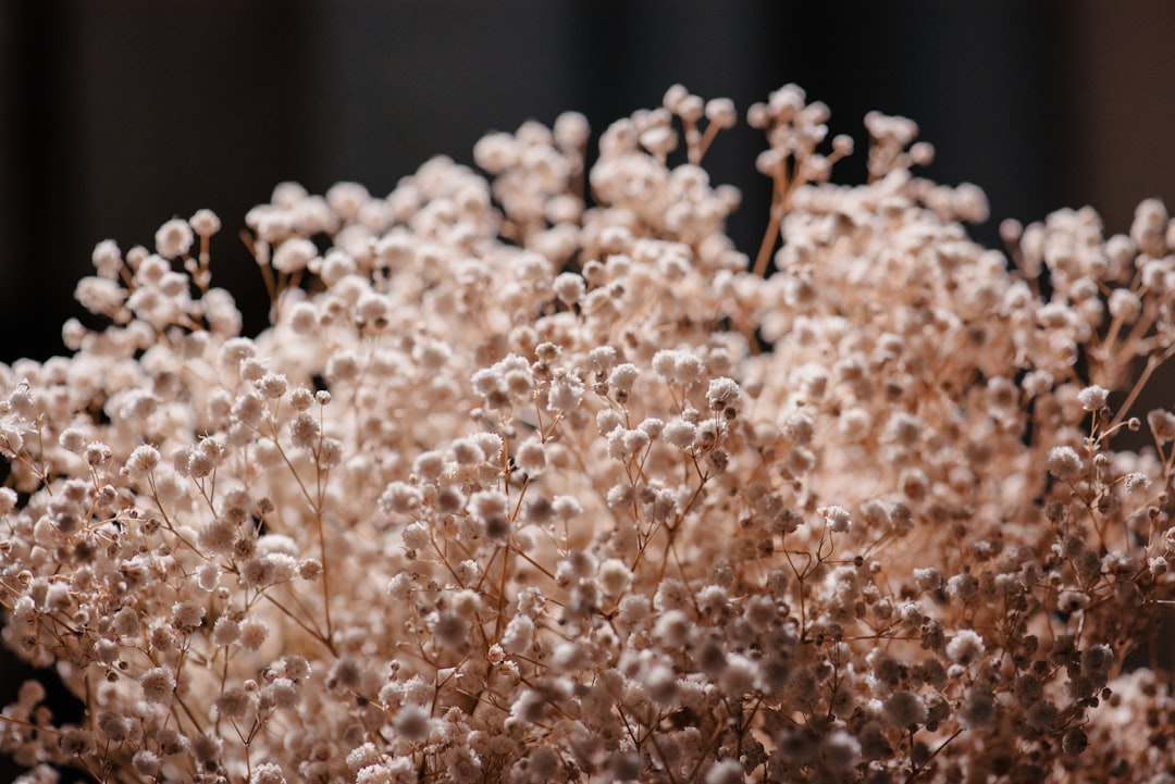 brown and white flower in close up photography