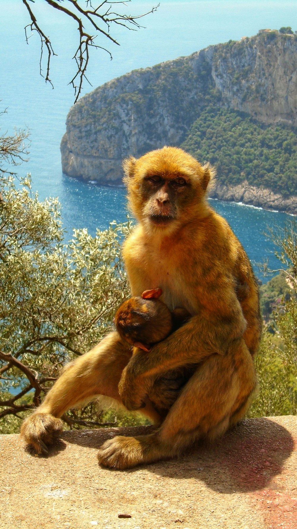 Mono marrón en la rama de un árbol durante el día