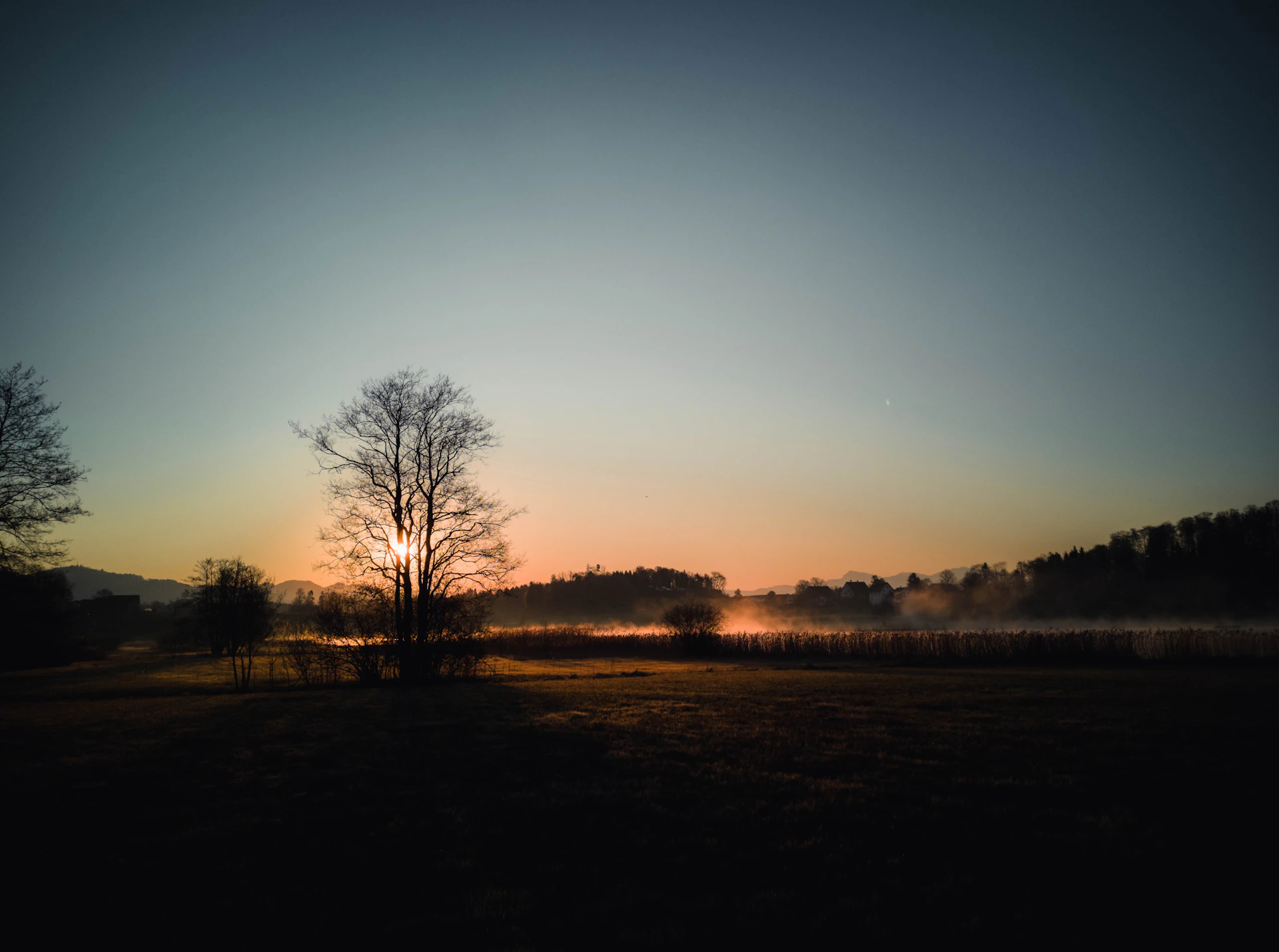 silhouette of trees during sunset