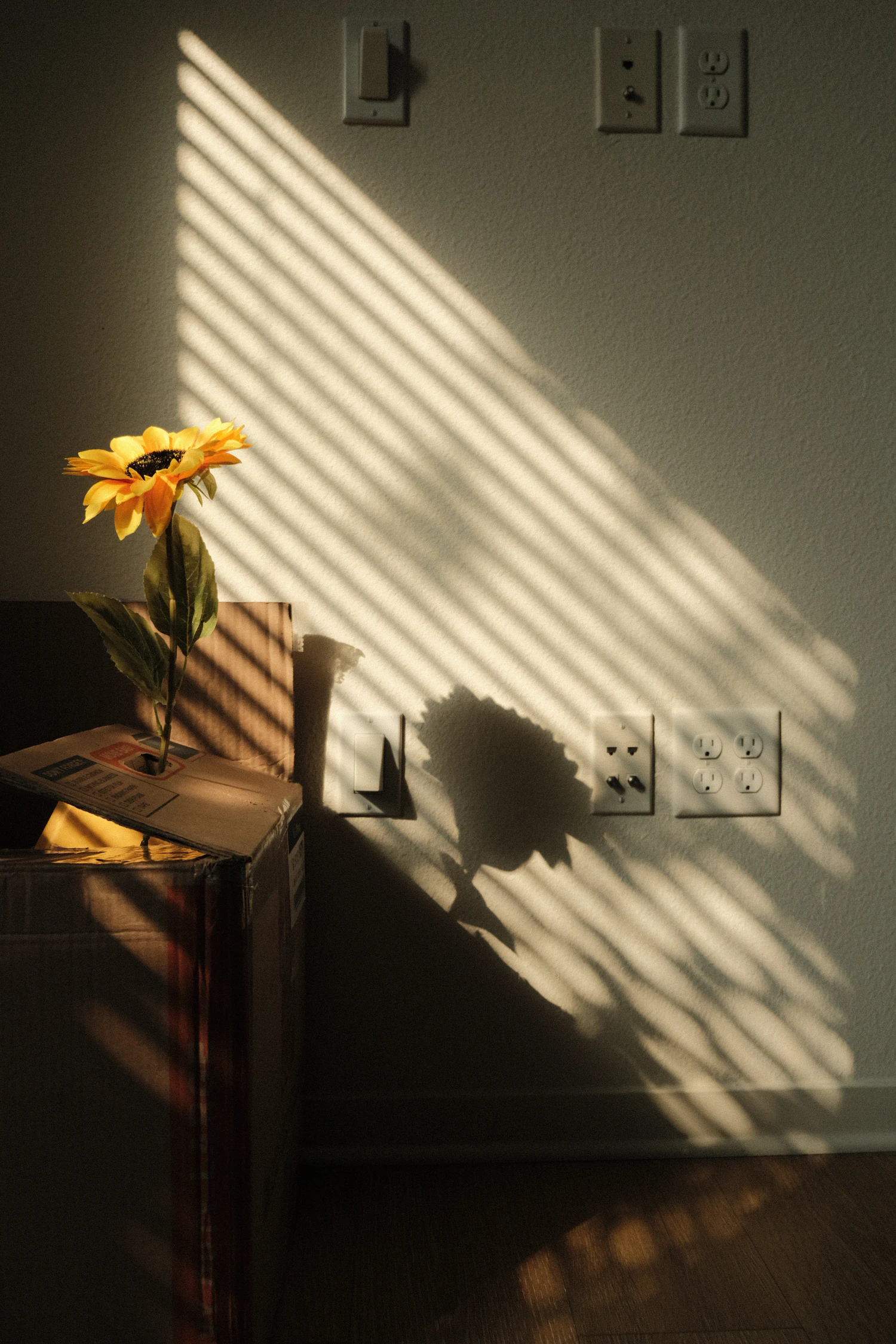 A single flower in a board box throwing a long hard shadow on a wall