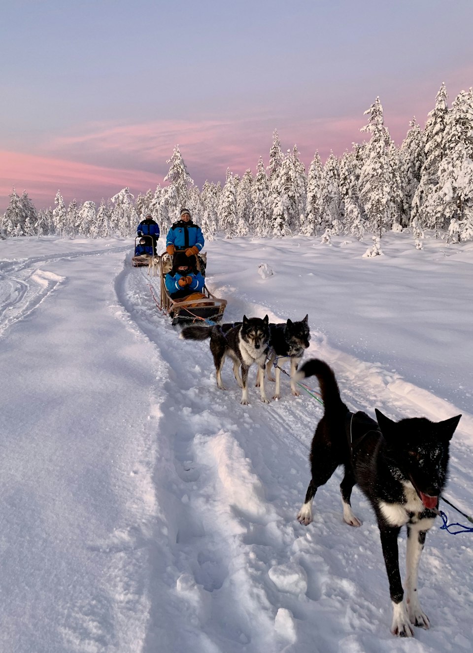 People riding a husky-pulled sled across the snow
