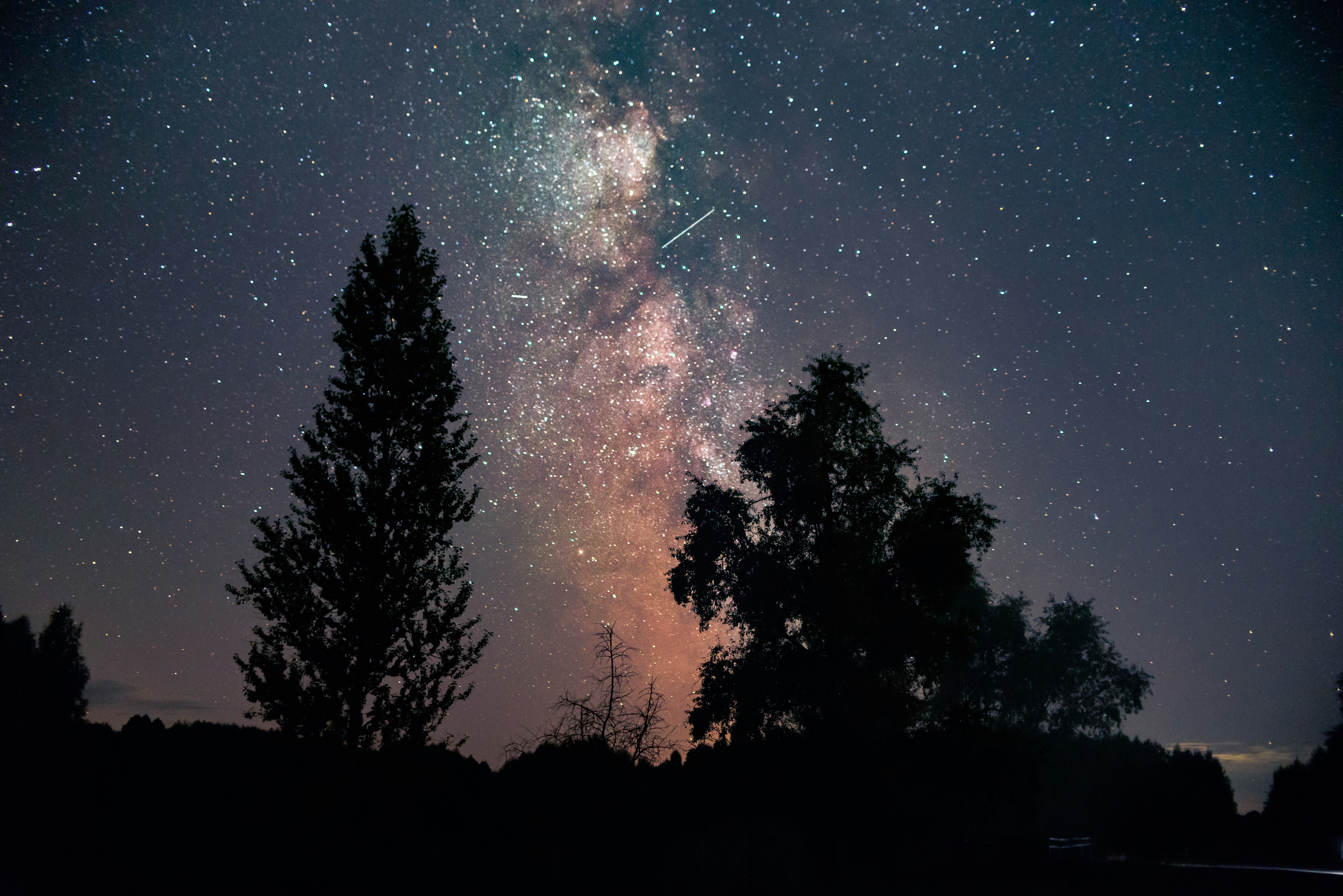 silhouette of trees under starry night