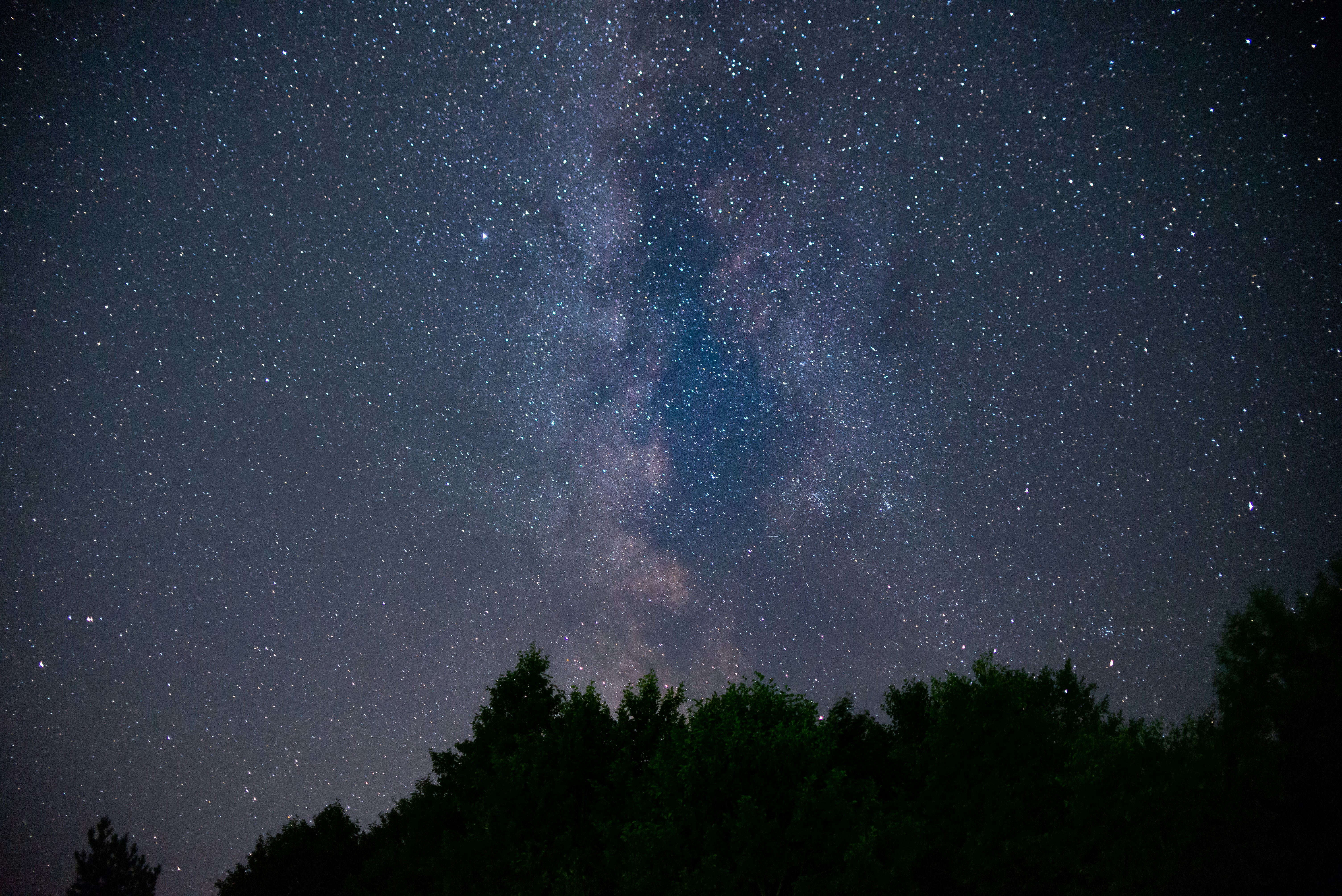 green trees under starry night