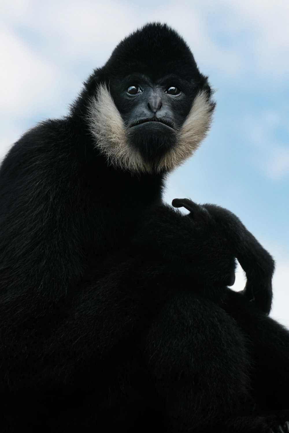 black and white monkey under blue sky during daytime