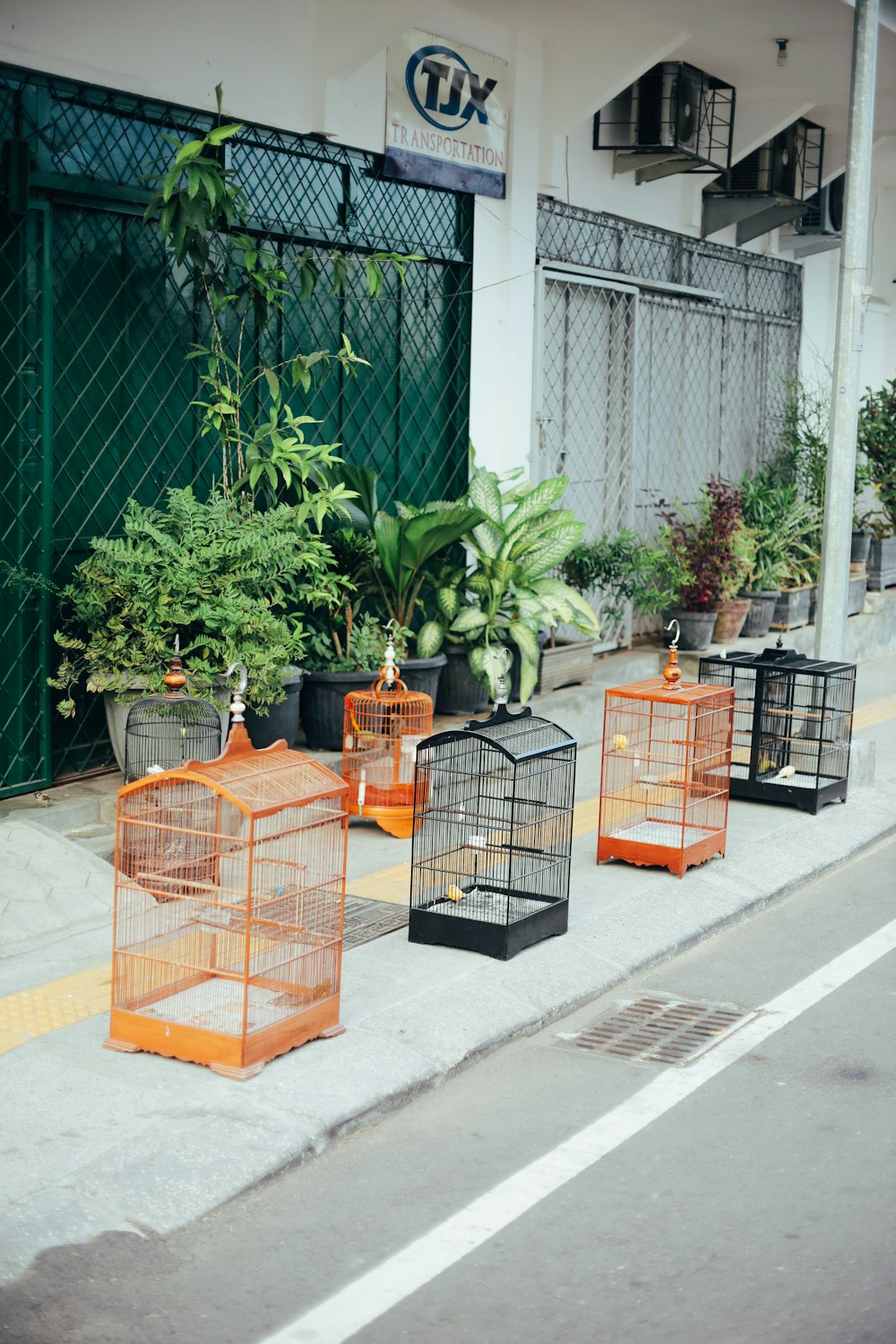 brown metal bird cage near green leaf plant