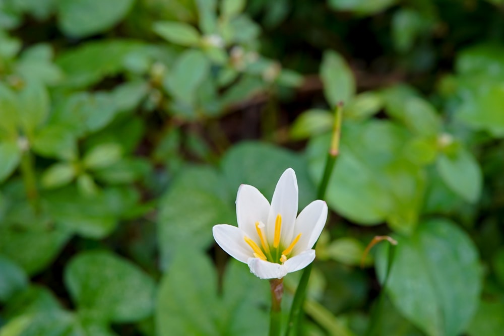 white flower with green leaves