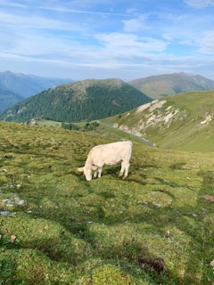 A white cow grazes peacefully on a lush green hilly landscape, surrounded by expansive mountains and a clear blue sky.