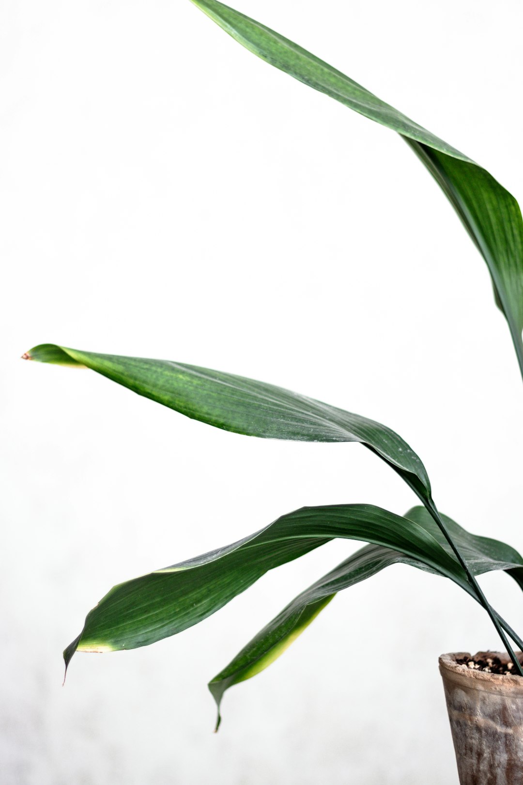 green leaf plant with white background