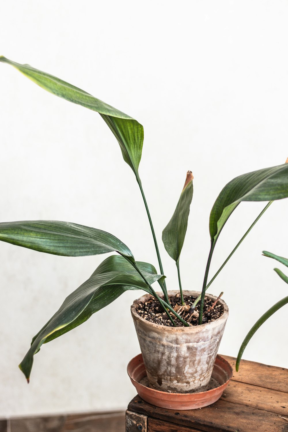 green plant on brown clay pot