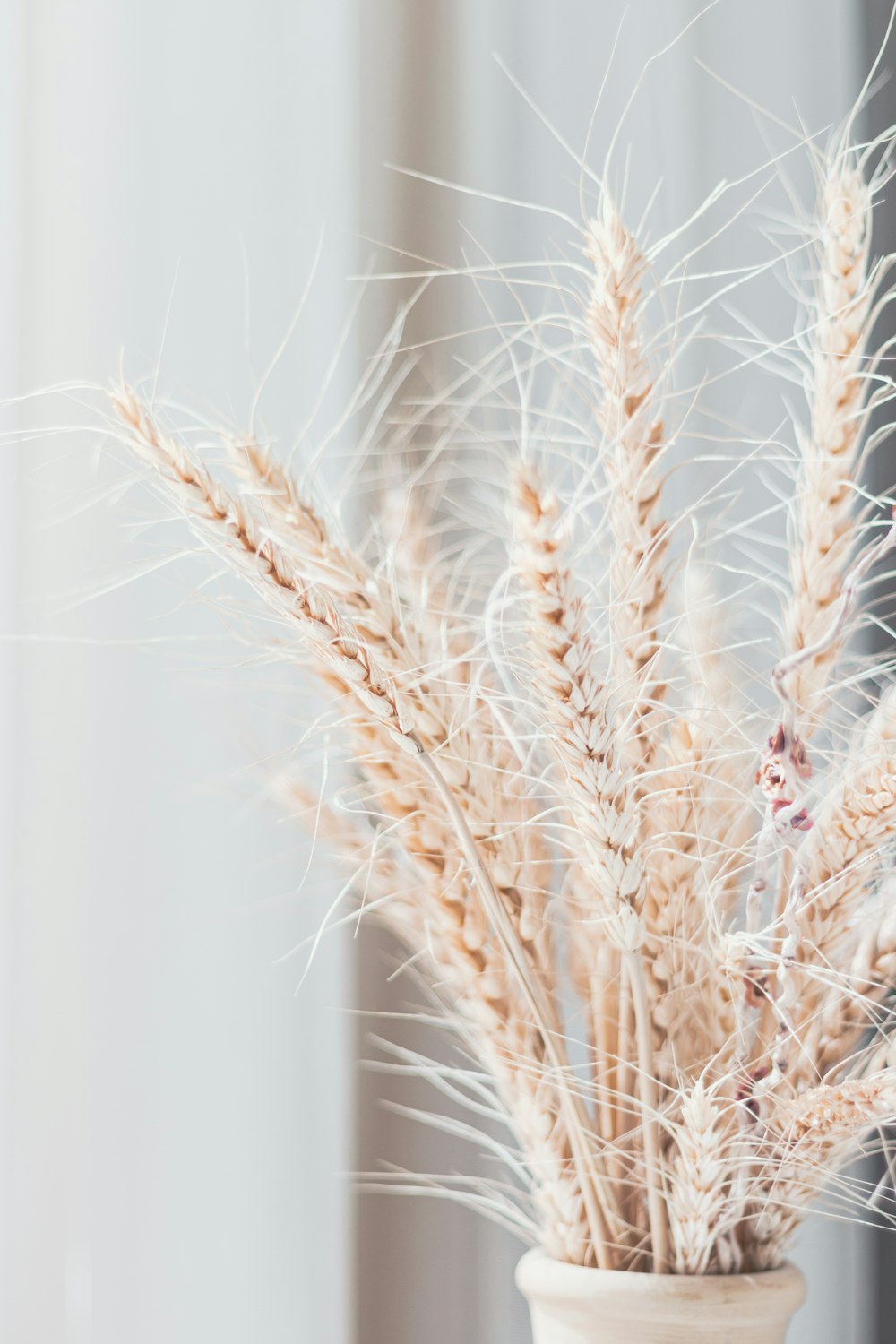 brown wheat in close up photography