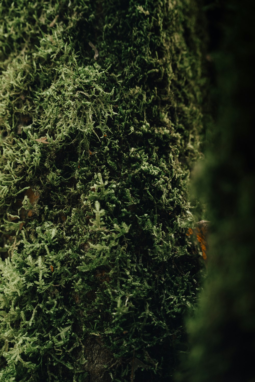 green moss on brown tree trunk