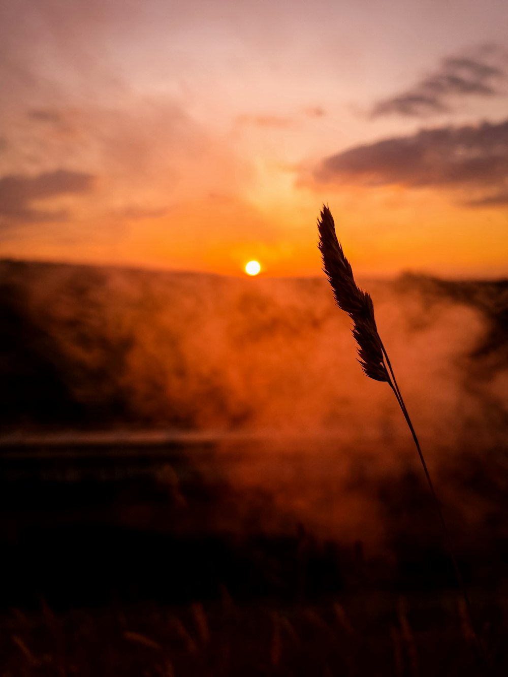 brown feather on body of water during sunset